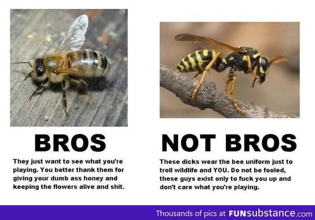 Bees vs Wasps