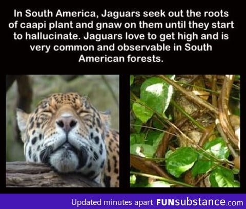 let's all be jaguars this weekend