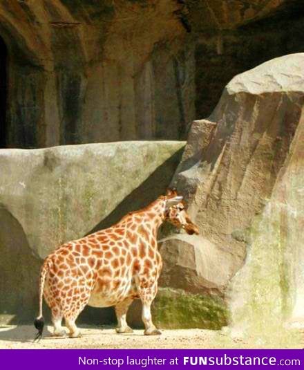 Midget Giraffe