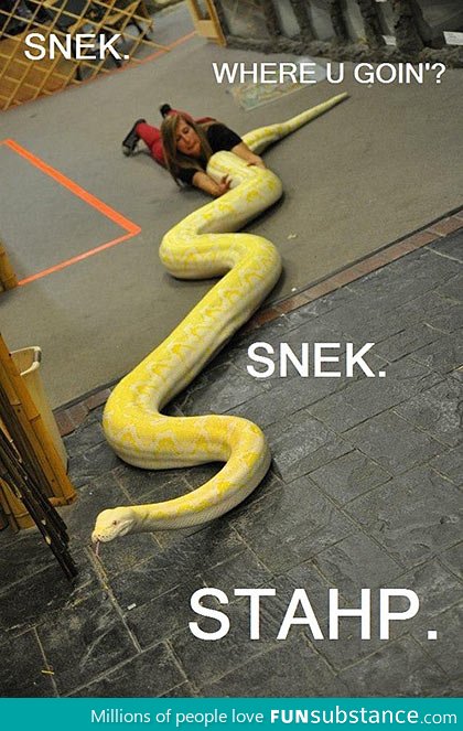 Snake, stahp!