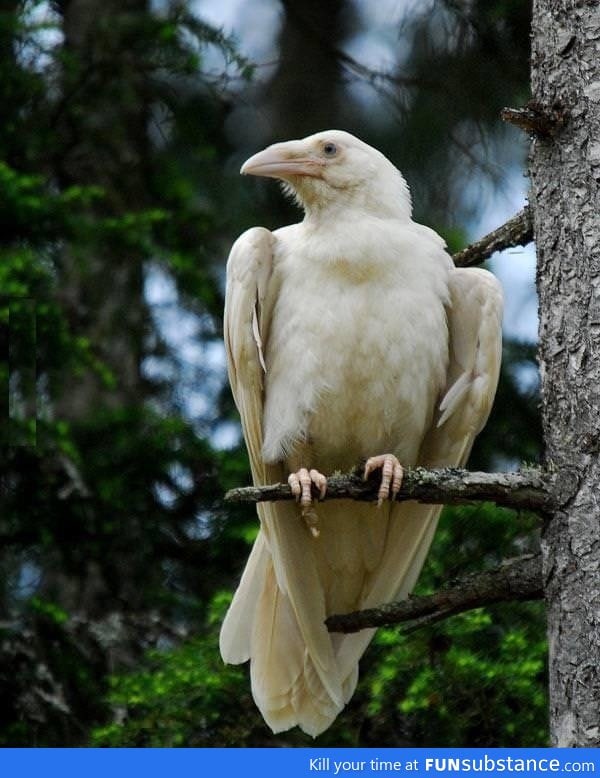 albino raven