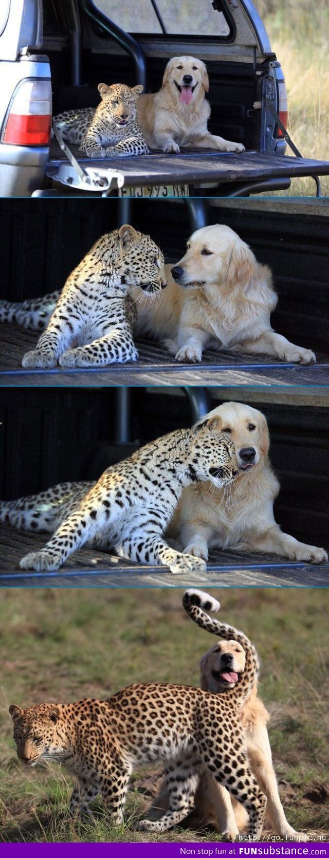 Cheetah and Dog Best Friends
