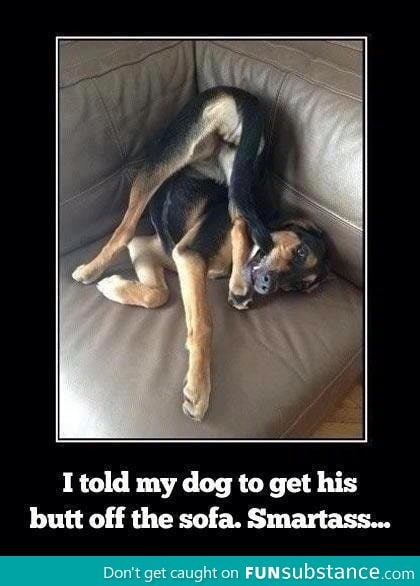 I told my dog to get his b*tt of the sofa