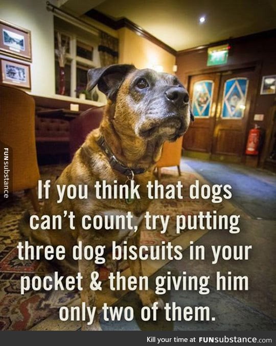 Apparently dogs can count