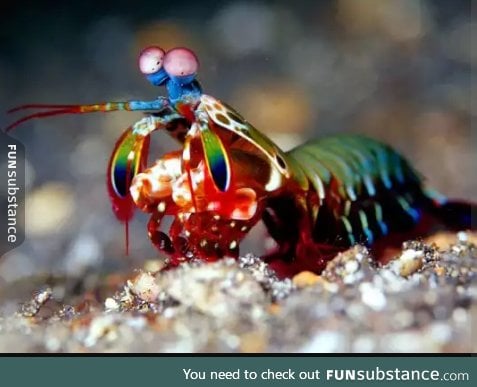 Say hello to the mantis shrimp (i'm pretty sure thats whay its called)