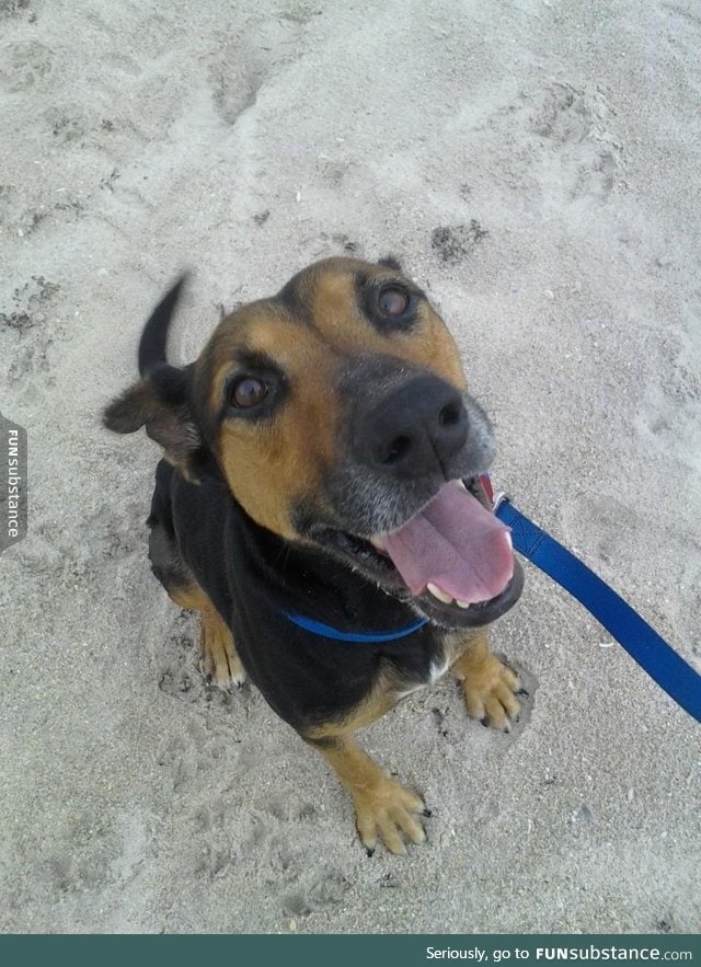 ver hapy beach pupper