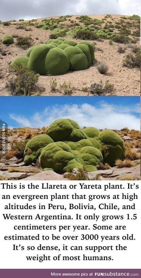 One of nature's strangest looking plants