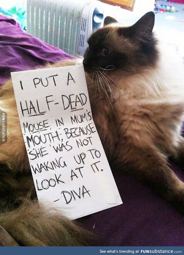 Cat shaming