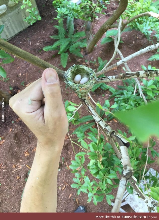 Hummingbird nest. Thumb for scale