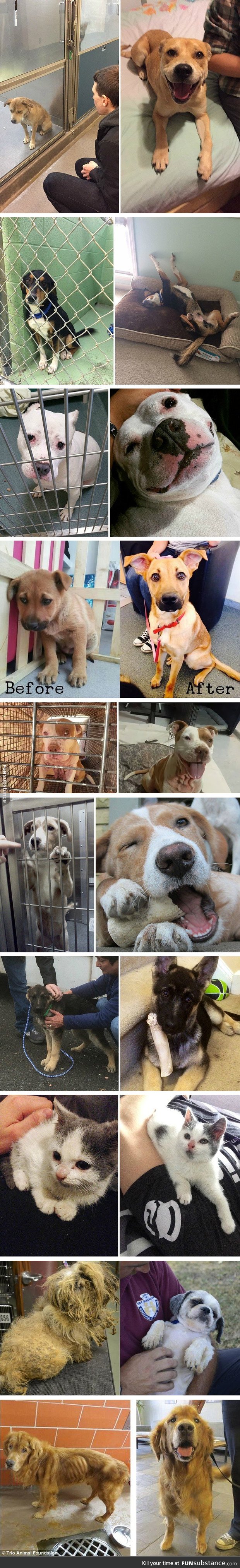 Pets Before and After Adoption