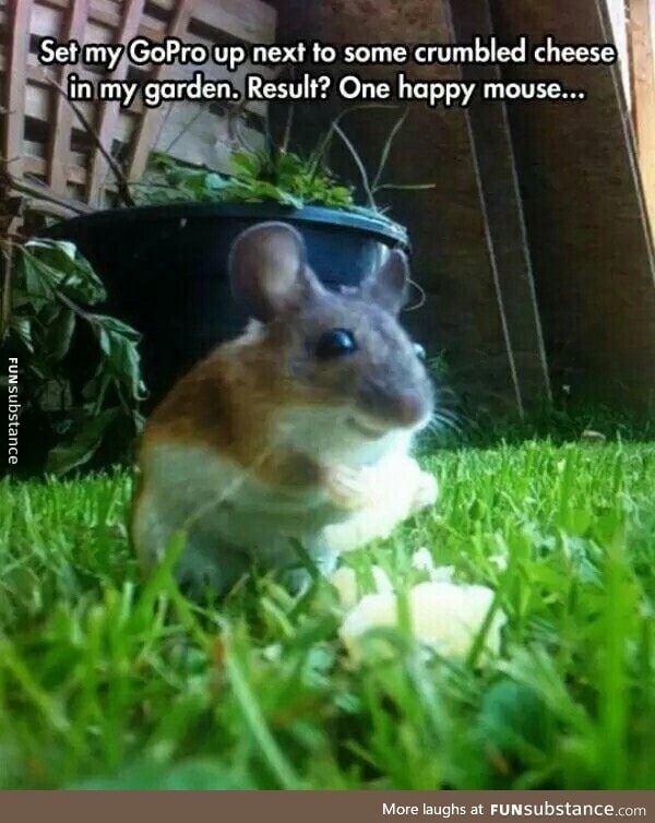 Happy mouse
