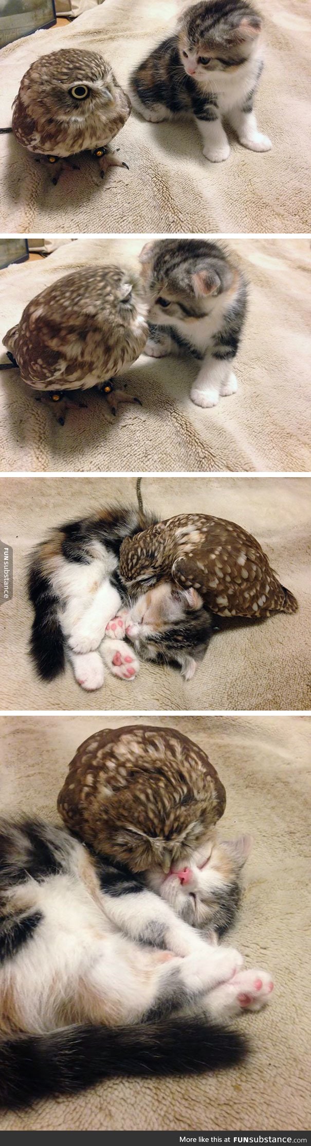 Kitten and Owlet Become Friends!