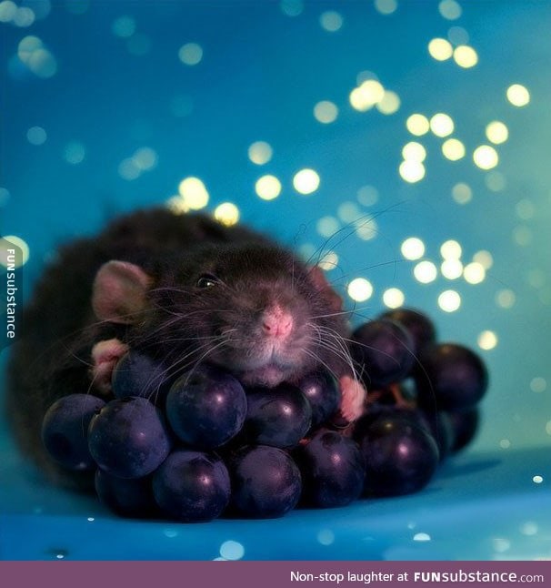 Grapes of Rat