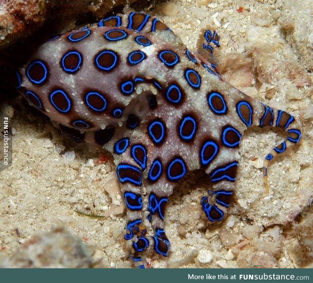 Blue ring octopus