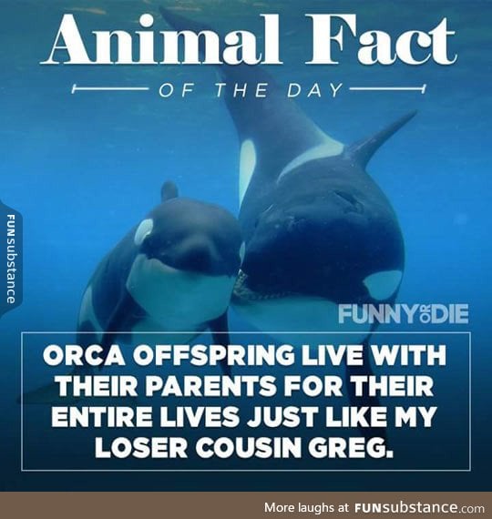 Animal kingdom fact of the day