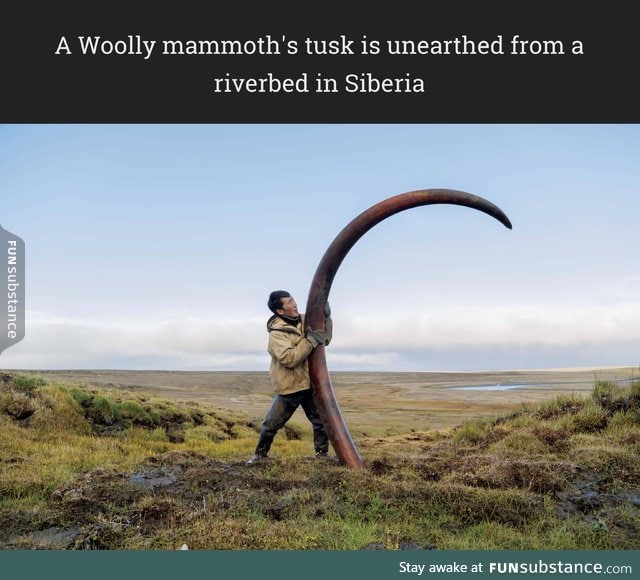 A Woolly mammoth's tusk is unearthed