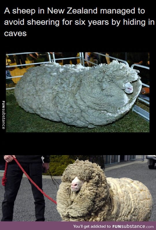 That insane amount of wool