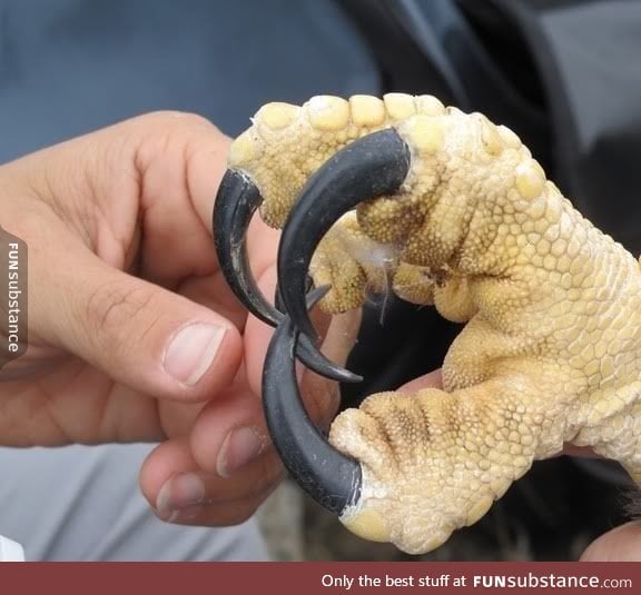 This is an eagle talon