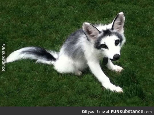 The gorgeous, fully domesticated, marble fox