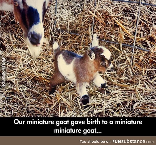 Tiniest goat in the world
