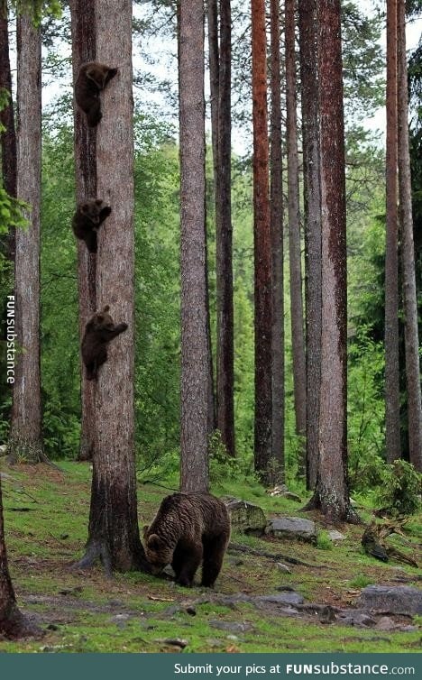 Three bear cubs hiding from their mother