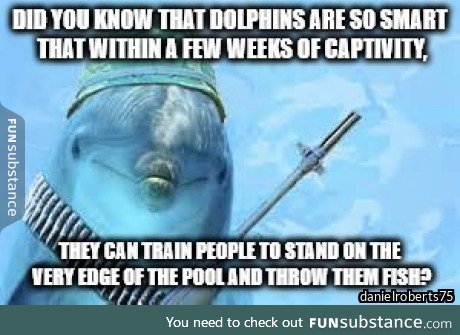 The porpoise invasion is coming!