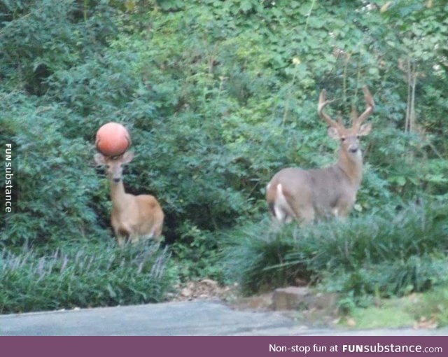 Deer has a basketball stuck in his antlers