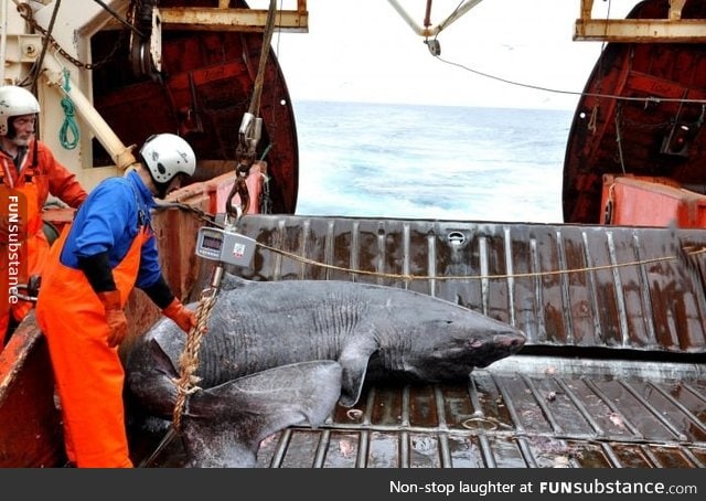 Shark Caught of the Coast of Greenland That Was Born In 1624