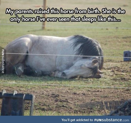 The only horse that sleeps this way