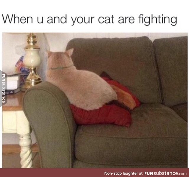 When you and your cat are fighting