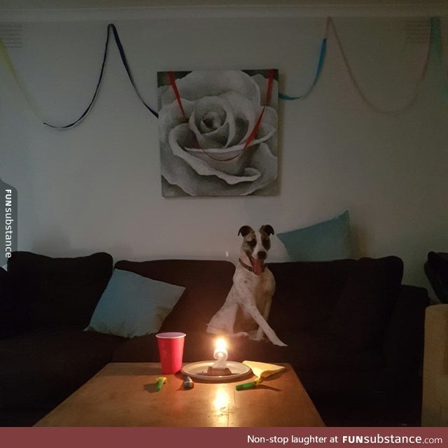 A girl threw a surprise party for her dog... He was ecstatic!