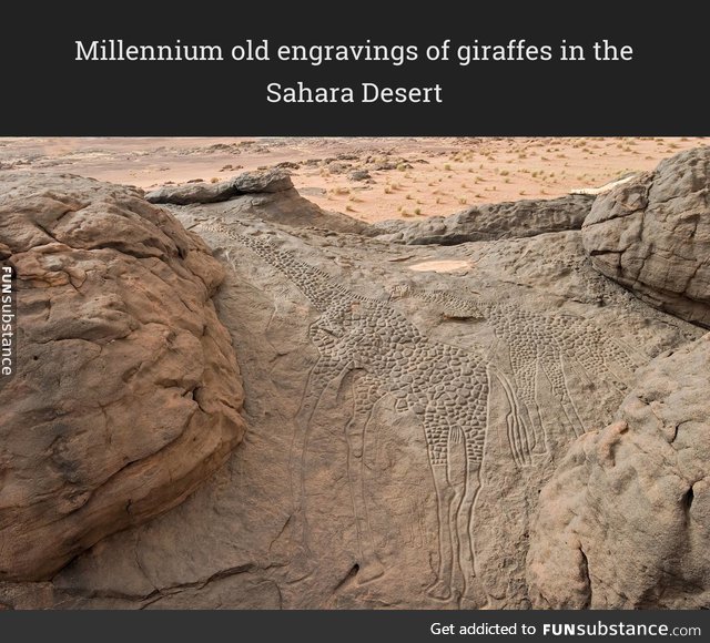 Giraffes in the Sahara Desert