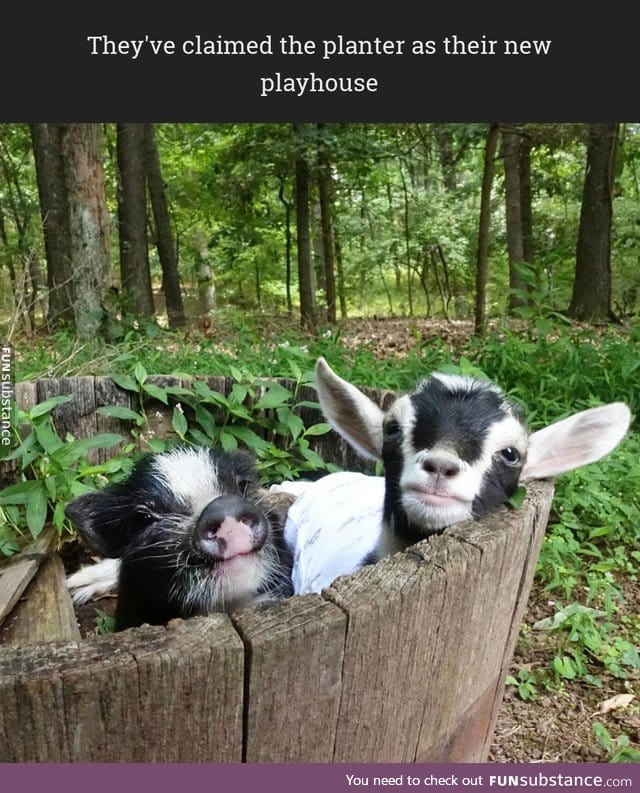 They've claimed the planter as their new playhouse