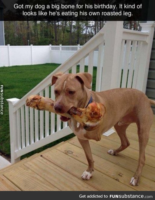 Dog eating itself
