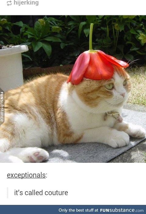 Who put a flower on the cat's head and why