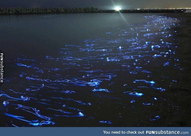 Firefly Squid in Japan