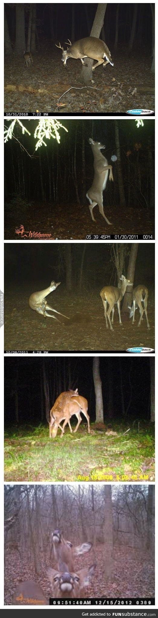 Can we take a moment to appreciate the beauty of trail cam deer