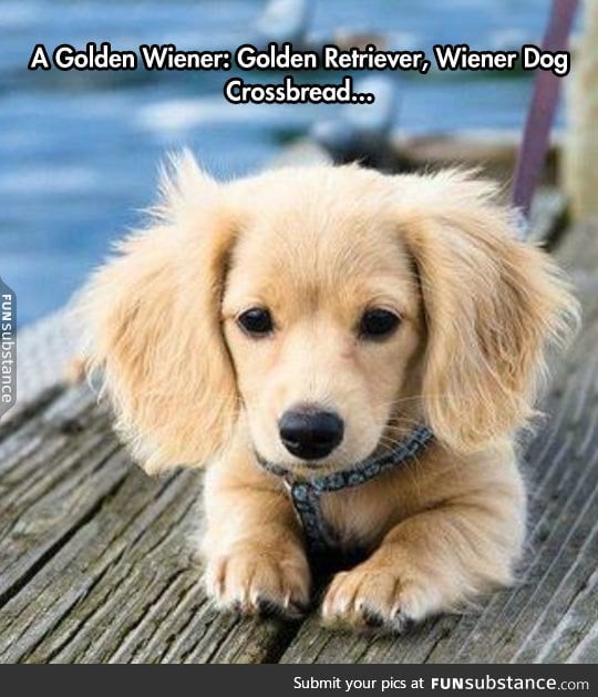 The rare golden wiener