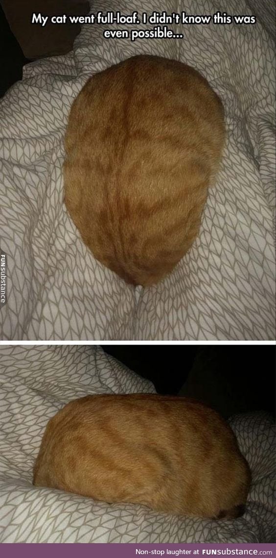 Cat turned into a loaf