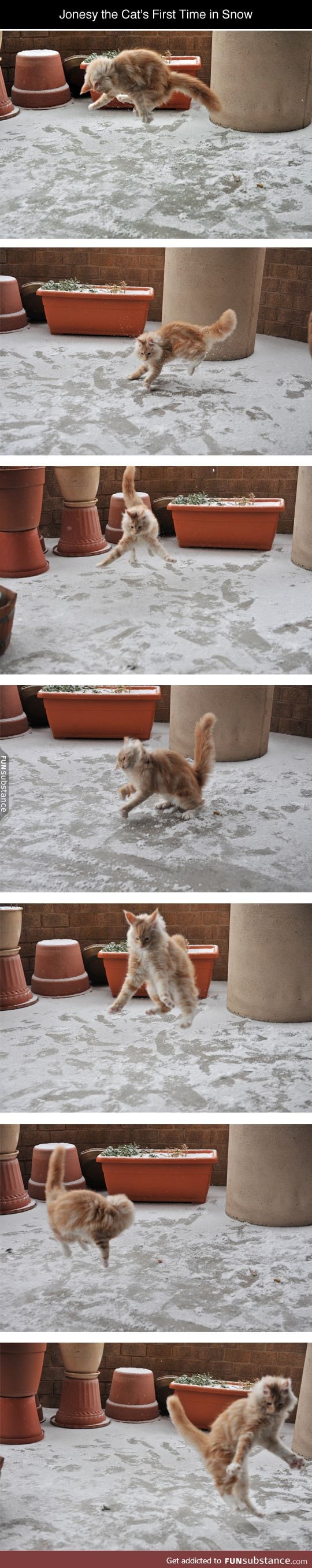 Cat discovers snow