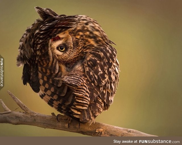 I googled "stretching owl" and stumbled upon this beautiful mystery