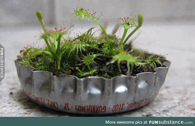 A micro-garden in a bottle cap