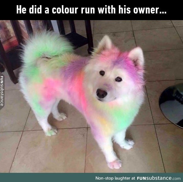 So colourful, much wow