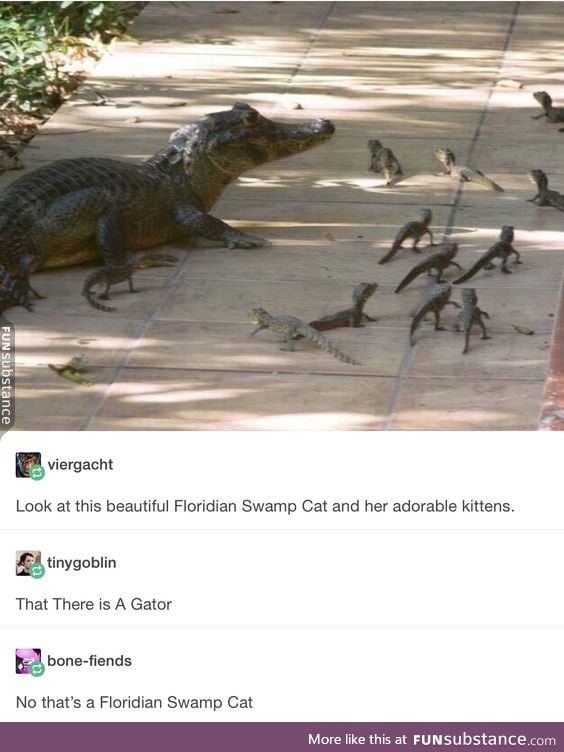 Floridian Swamp Cat