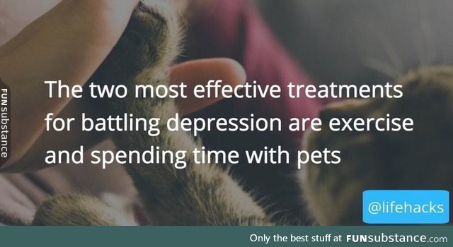 Cats are the solution