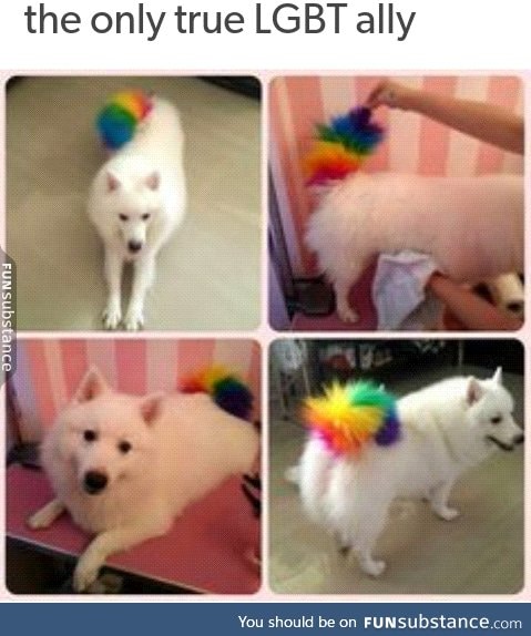 Pupper does an ally