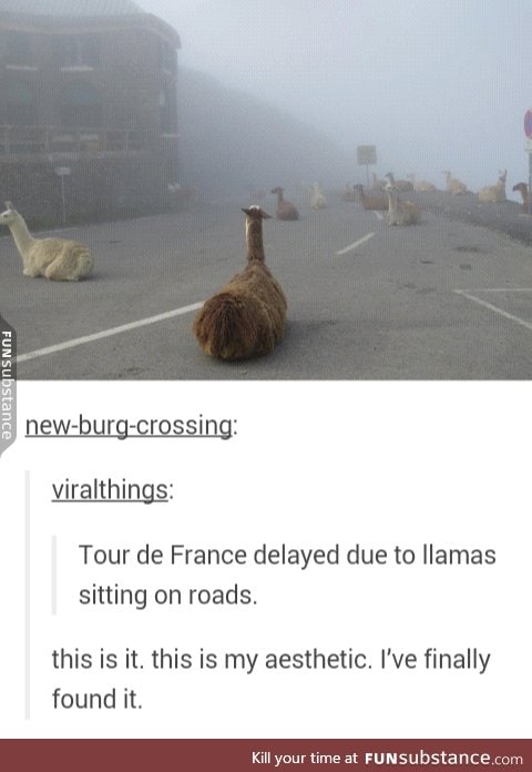 f*cking llamas