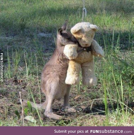 Just an orphan joey and his favourite teddy bear