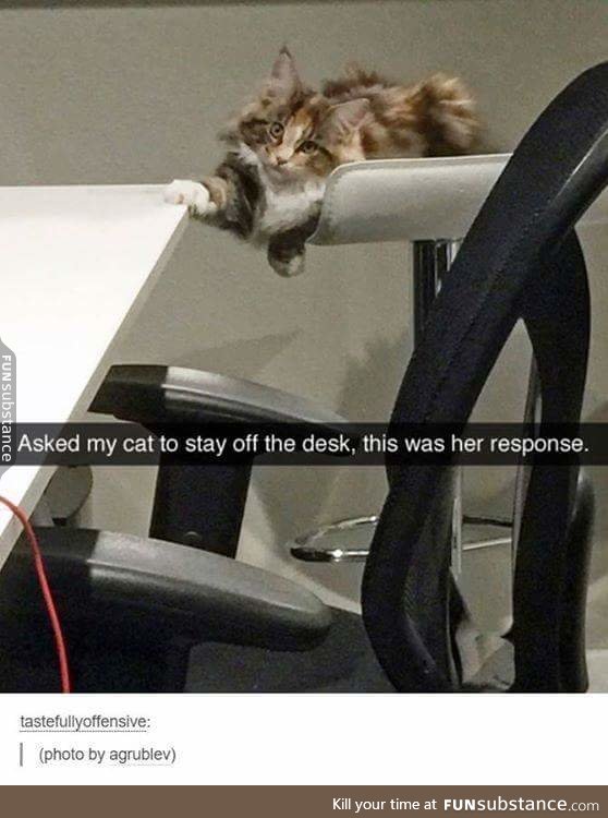 F*ck your rules hooman