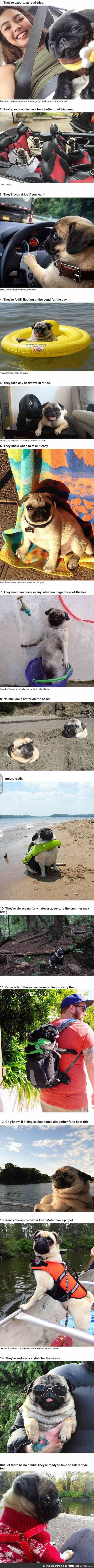 14 reasons pugs are the ultimate experts in summer living